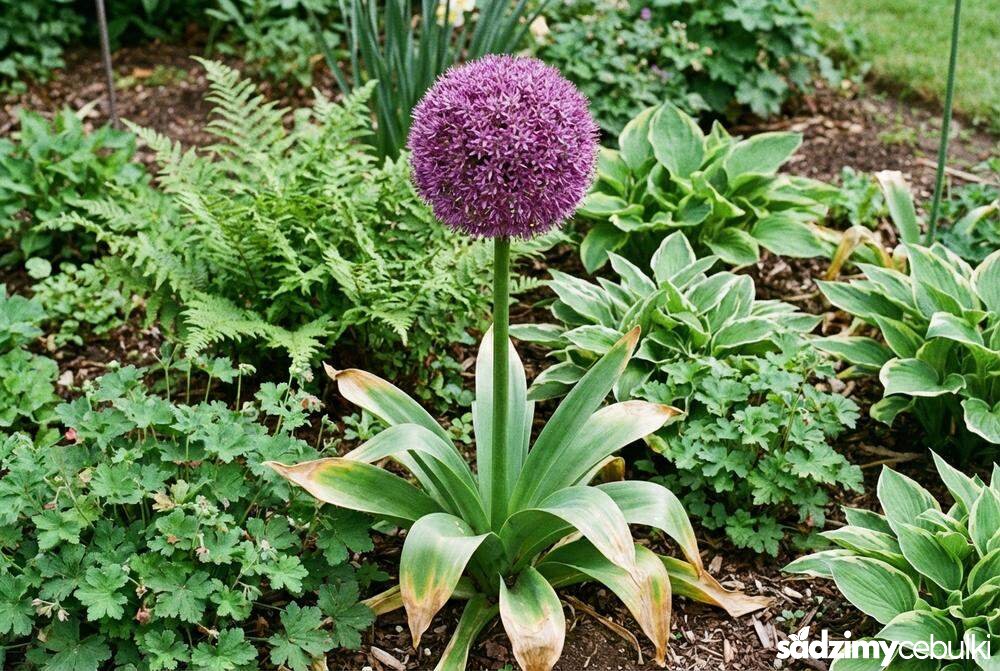 Pokrój czosnku Globemaster na rabacie z widoczną łodygą i liśćmi