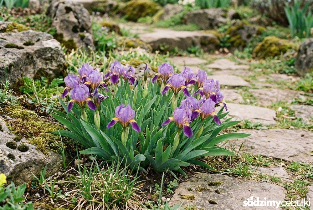 Pokrój kosaćca niskiego w ogrodzie skalnym