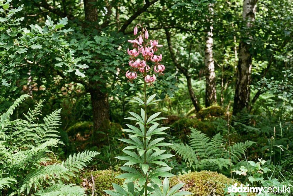 Pokrój lilii złotogłów liście w okółkach i kwiatostan