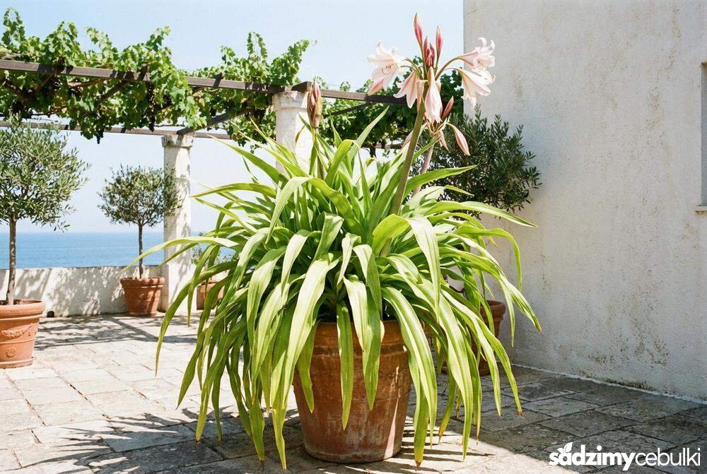 Ponętlin w donicy pokrój rośliny i liście