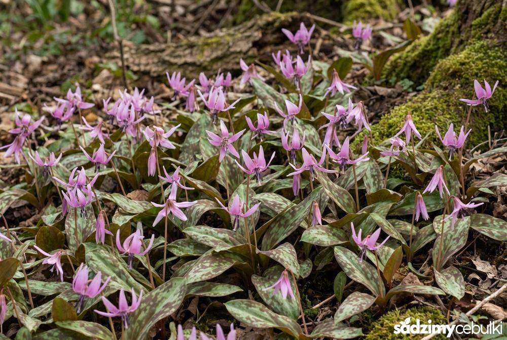 Psiząb liliowy w ogrodzie leśnym grupa roślin