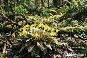 Kwitnący psiząb ogrodowy Pagoda w ogrodzie leśnym