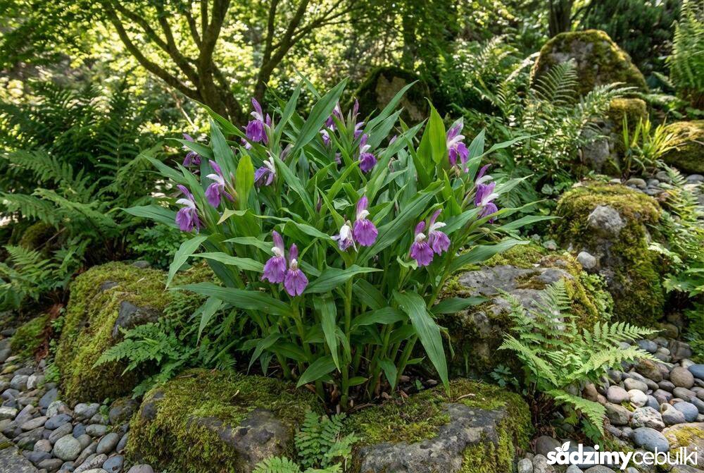 Roskea w ogrodzie skalnym wśród kamieni i paproci