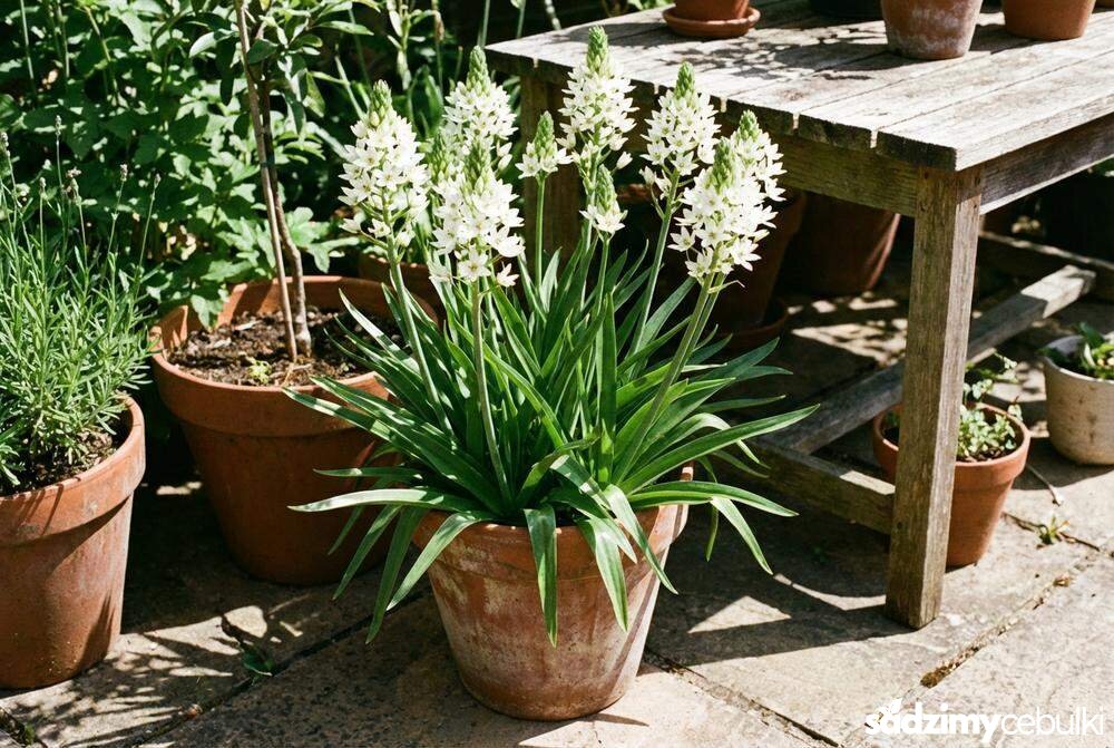 Śniedek wiechowaty w doniczce na tarasie