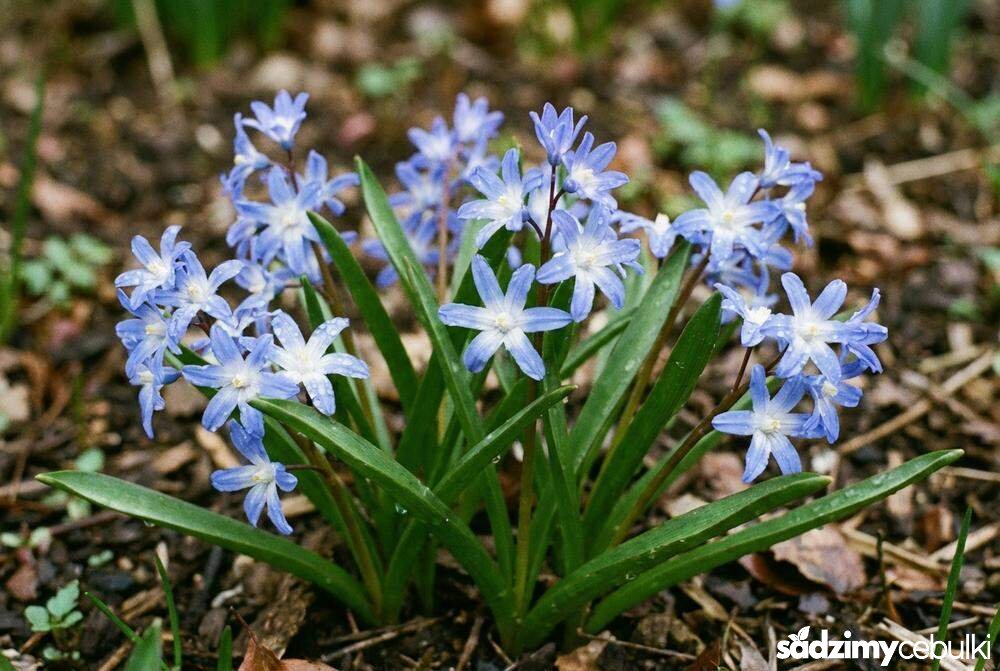 Wygląd rośliny śnieżnik pokrój i liście