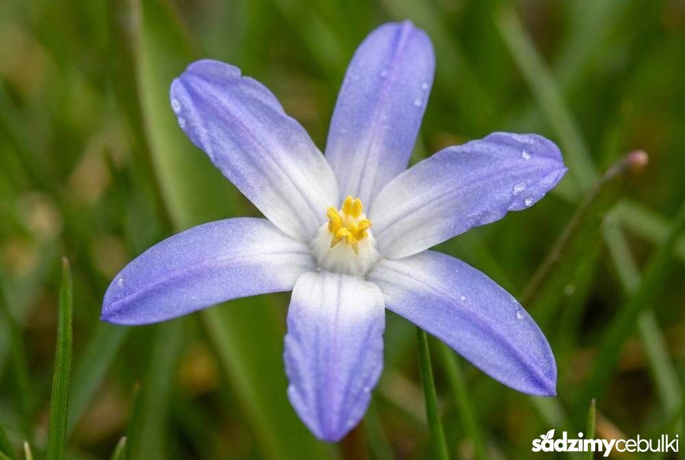 Zbliżenie kwiatu śnieżnika lśniącego z białym środkiem