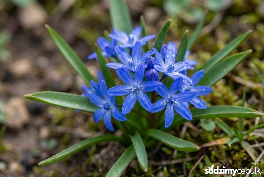 Zbliżenie na niebieskie kwiaty śnieżnika sardeńskiego
