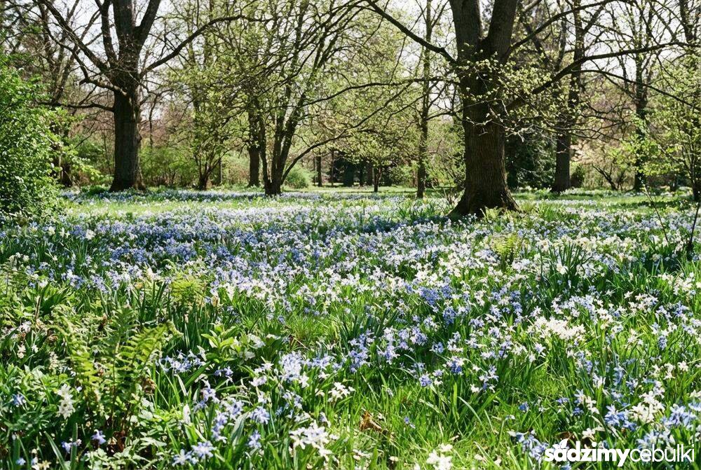 Śnieżniki sardeńskie rosnące dziko na trawniku
