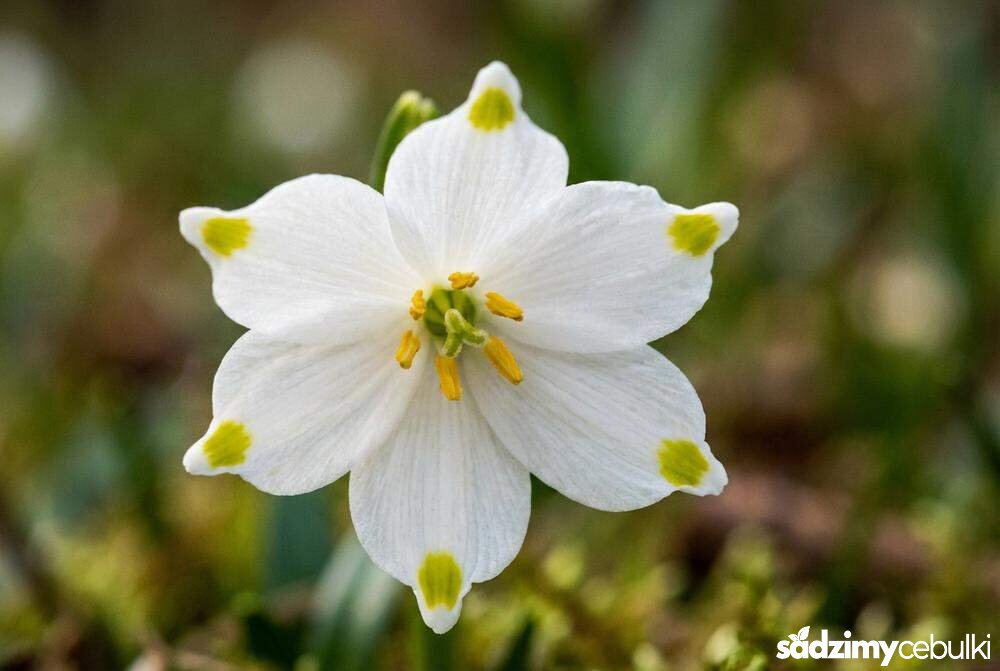 Kwiat śnieżycy wiosennej z bliska zielone plamki