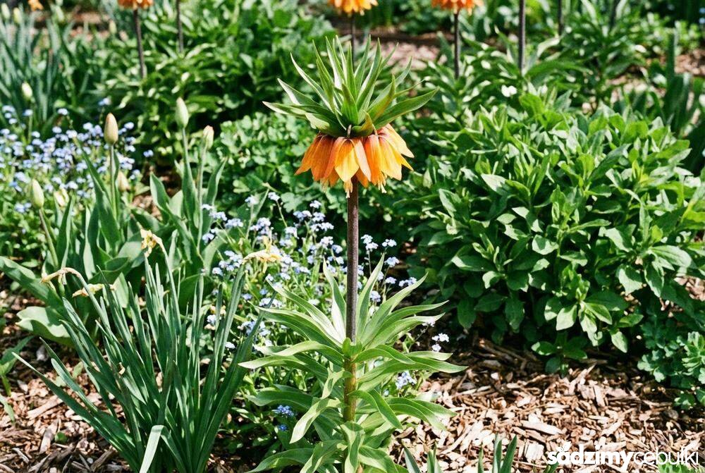Szachownica cesarska pokrój rośliny w ogrodzie