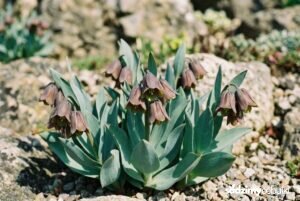 Szachownica Sewerzowa Fritillaria sewerzowii kwitnąca na skalniaku