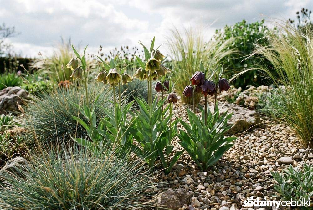 Grupa szachownic sewerzowych na rabacie żwirowej