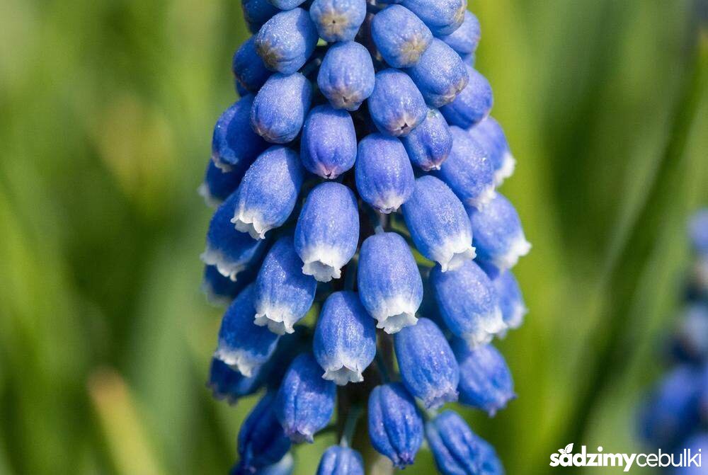 Zbliżenie na kwiatostan szafirka armeńskiego Muscari armeniacum