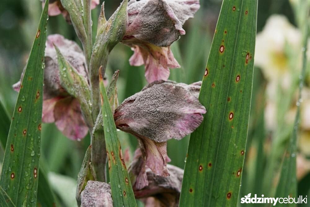 Szary nalot pleśni i brązowe plamy na mokrych liściach i kwiatach mieczyka.