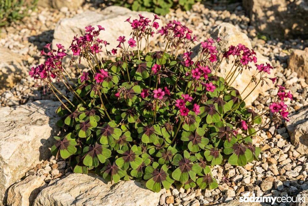 Kwitnący szczawik Deppego Iron Cross na skalniaku