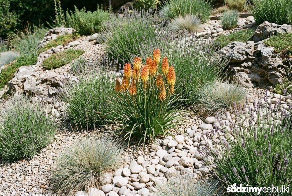 trytoma galpina na skalniaku w ogrodzie zwirowym