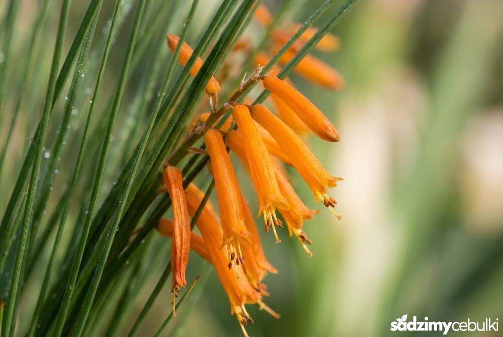 zbliżenie na kwiaty i liście trytomy galpina