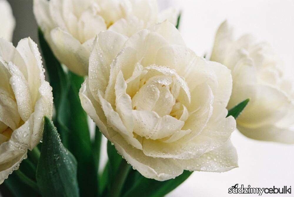 Odmiana tuberozy The Pearl pełne kwiaty