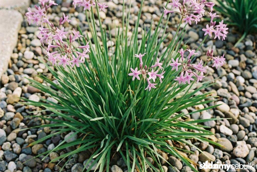 Liście i kwiaty tulbagii fioletowej z bliska