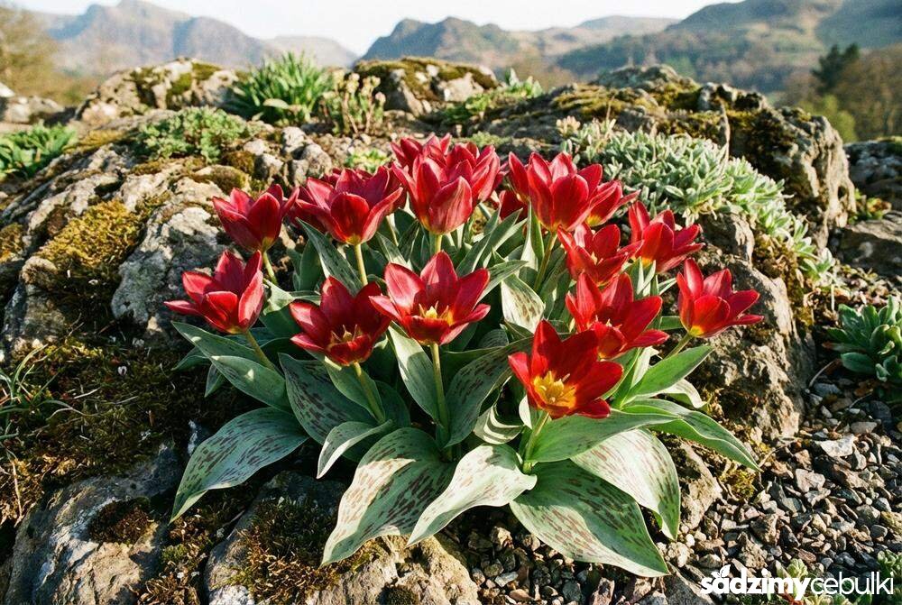 Kępa niskich tulipanów Fashion na skalniaku w słońcu