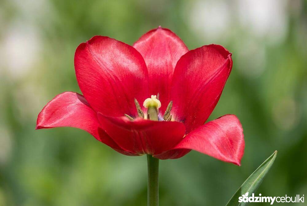 Czerwony kwiat tulipana z widocznymi płatkami z bliska