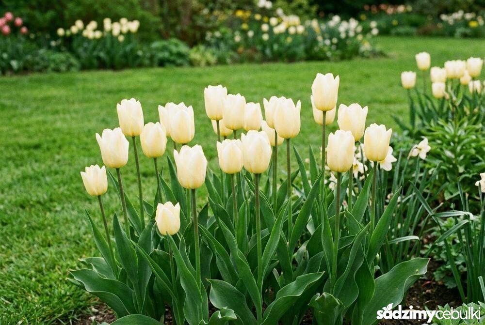 Rabata z tulipanami Maria Kaczyńska w ogrodzie wiosennym