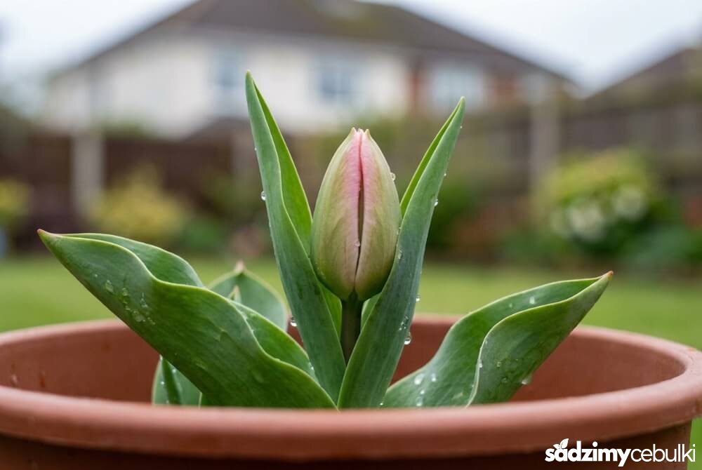 Zbliżenie tulipana w doniczce z wyraźnym pąkiem kwiatowym przed przesadzaniem.