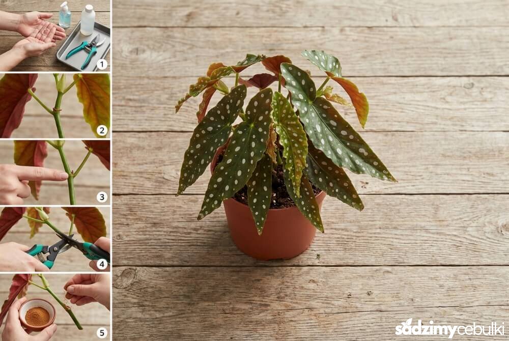 Instruktażowe ujęcie krok po kroku: dezynfekcja rąk i narzędzi, wskazanie węzła na łodydze begonii, wybór punktu cięcia, uszczykiwanie lub cięcie oraz zabezpieczenie rany cynamonem.