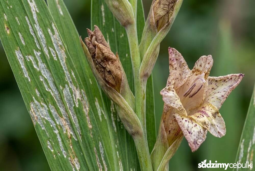 Srebrzyste smugi na liściach i zaschnięte pąki mieczyka uszkodzone przez wciornastki.