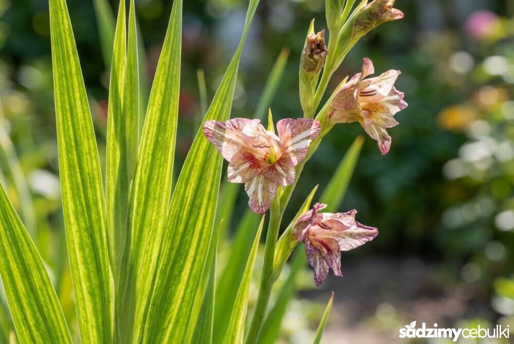 Pstre liście i zdeformowane kwiaty mieczyka z objawami choroby wirusowej.