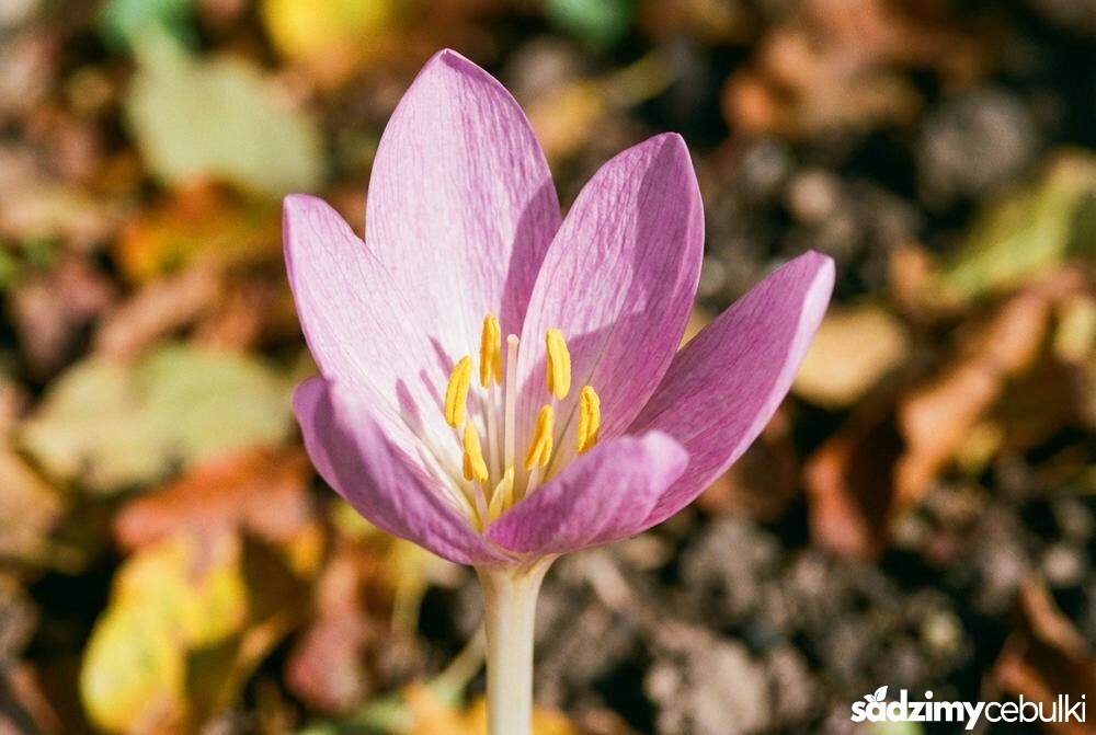 Kwiat zimowita jesiennego z bliska sześć pręcików